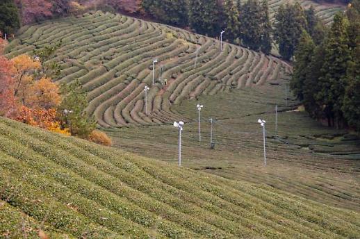 ​[박물관은 맛있다⑤]그윽한 향과 맛이 마음을 사로잡네...보성 한국차박물관