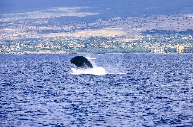 State auditors demand safety management of whale meat