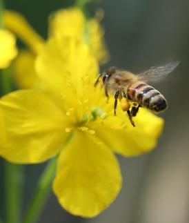 벌독 추출 천연물로 아토피·당뇨 치료 가능해졌다