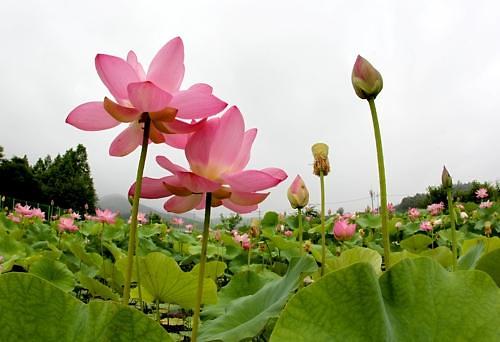 700-year-old lotus flower seeds kept in seed vault for permanent storage