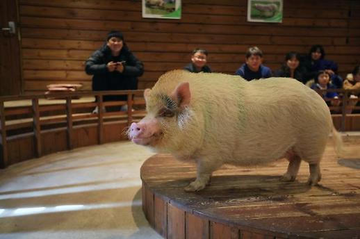[황금돼지해, 돼지투어 갈래?①]돼지? 생각을 뒤집으면 되지…이천 돼지보러오면돼지