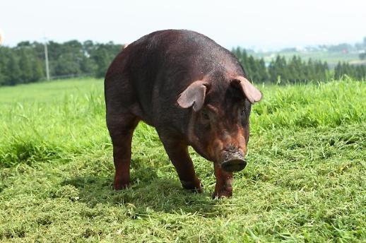 ​[미래의 농어촌]쌀 대신 주식 자리 꿰찬 돼지…대부분의 종자가 수입산인거 아시나요