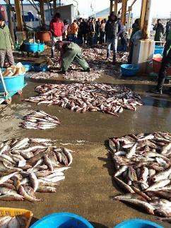 1년 내내 명태 못잡는다...잡으면 2년 이하 징역