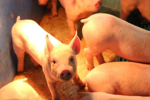 [미래의 농어촌]황금돼지해 우리 돼지 한돈이 뛴다