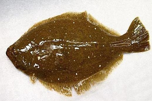 [빈섬의 시샘]육탁(肉鐸) - 배한봉