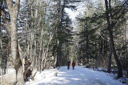 전국 미세먼지 농도 보통…여행하기 딱 좋은 날씨! 월정사 전나무 숲길 걸어볼까? 