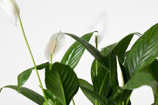 [미래의 농어촌]미세먼지 잡고 스트레스 없애는 꽃…봄을 활짝 열다