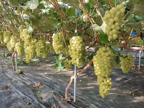 ​[미래의 농어촌]김치전·잡채 먹는 미국인 눈앞