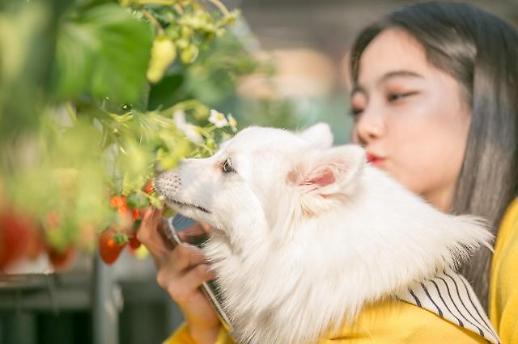 [행복한 펫팸족]사랑스런 댕댕이, 달콤한 딸기~반려견과 떠나는 양평 딸기투어