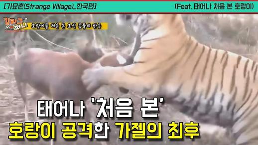 [기묘촌(Strange Village)_한국편] 태어나 처음 본 호랑이를 공격한 가젤의 최후