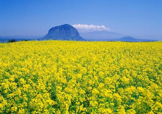 [휴가비 받Go 국내여행 가Go①]보석처럼 반짝반짝…봄 기운 머금은 제주