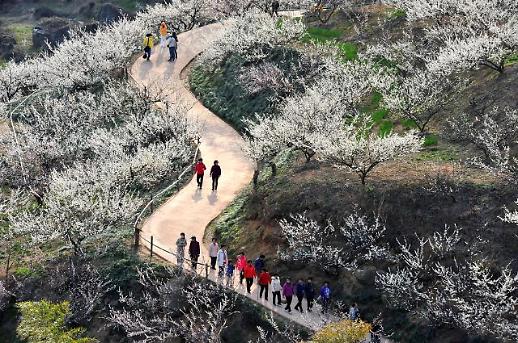 [봄맞이 기차여행②]생기 가득한 봄 축제, 무박 광양매화·구례산수유 기차여행