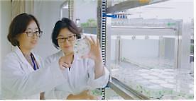 [미래의 농어촌] 10년 전 수입종 프리지어, 이제 꽃색ㆍ모양까지 국산 개발