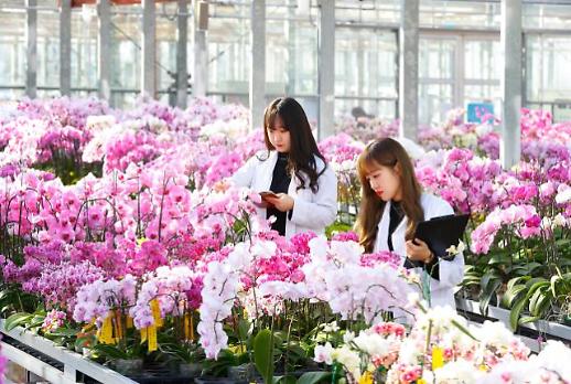 [미래의 농어촌] 작년 800개 신품종 꽃 로열티 10년새 절반 뚝