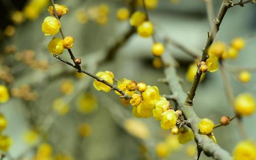 [동방인어]가까이 봄
