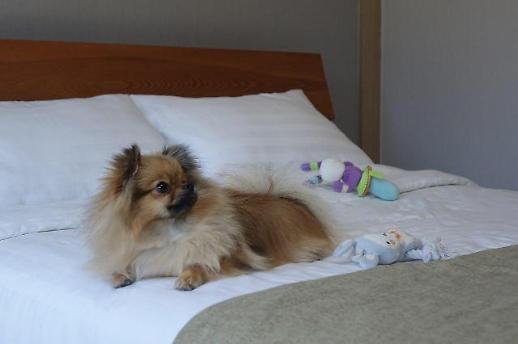 [주말&여행]펫팸족도 호캉스 즐겨요~반려견과 떠나는 남이섬 호캉스