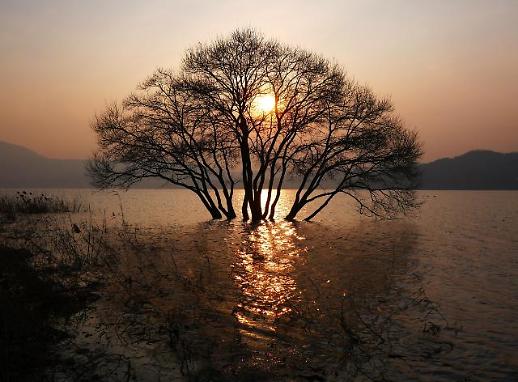 예당 저수지 출렁다리·황금나무, 훌륭한 포토스폿…여행객은 황홀경