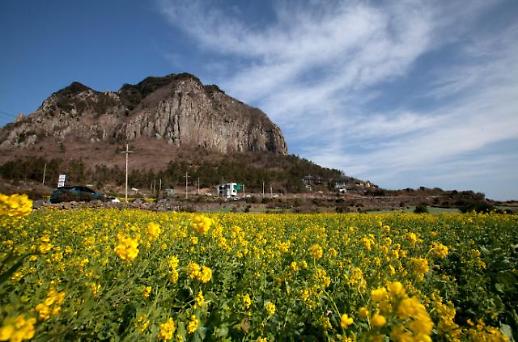 올 봄에는 제주 유채꽃 바다에서 유영 후 객주리조림으로 배 채우고 꽃차 한잔 어떨까?