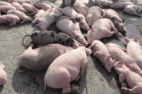 Việt Nam khẩn trương phòng chống dịch bệnh tả lợn châu Phi