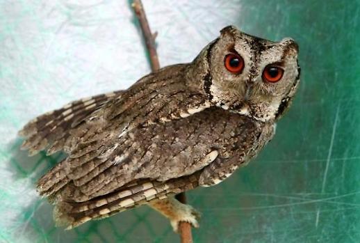 [빈섬의 시샘]소쩍새 - 윤제림