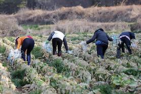 Tuyển 1.500 lao động ngành nông nghiệp đi Hàn Quốc làm việc