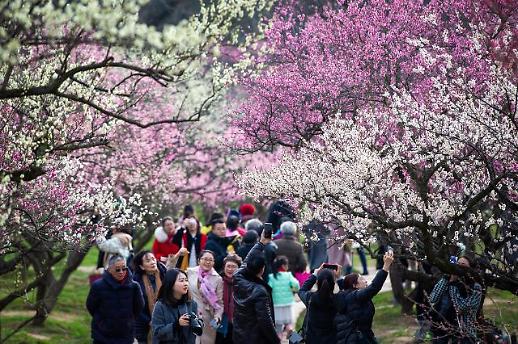 [광화문갤러리] 봄이 찾아온 중국 난징(南京) 메이화산(梅花山)