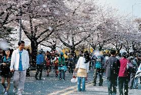 Mùa lễ hội hoa xuân tại Hàn Quốc
