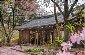 Lễ hội hoa đào ở đảo Nami