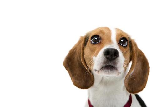 [동방인어]댕댕오륜