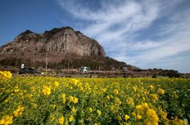 Lượng du khách đến đảo Jeju ngày càng giảm