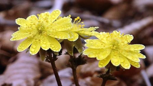 [광화문갤러리] 봄비 머금은 복수초...오늘은 본격적인 봄의 시작을 알리는 춘분(春分)