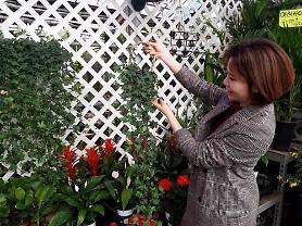 Sức mua cây cảnh lọc không khí tại Hàn Quốc tăng lên trước tình trạng bụi mịn