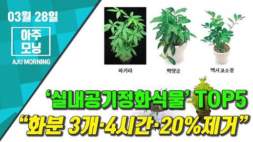 [영상] ‘실내공기정화식물’ TOP5··· 화분3개·4시간·20%제거 [아주모닝]