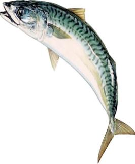 [동방인어]4월의 물고기와 사과