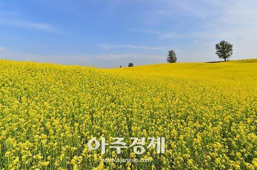 [미래의 농어촌] 낙농기술 전수하던 시범목장…50만명 찾는 테마파크 탈바꿈