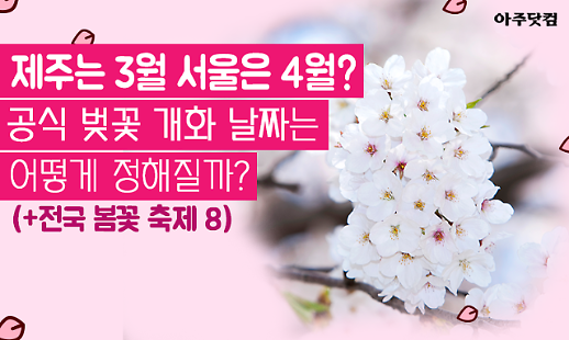 제주는 3월, 서울은 4월? 공식 벚꽃 개화 날짜는 어떻게 정해질까?[카드뉴스]