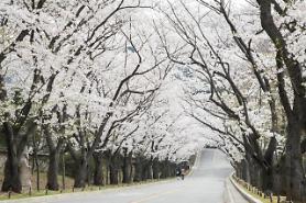 Du lịch Hàn Quốc nỗ lực thu hút du khách nước ngoài thông qua các mô hình đổi mới