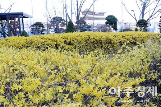 [광화문갤러리] 노랑물감 풀어놓은 듯 만개한 개나리