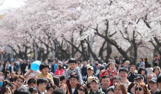 [광화문갤러리] 봄맞이 벚꽃들의 향연 ‘여의도 봄꽃축제’ 