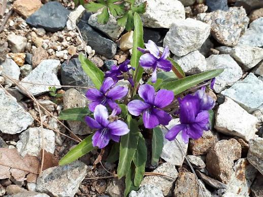 [광화문갤러리] 길가의 들꽃도  사랑의 눈길을 보내면 아름다운 꽃이 된다