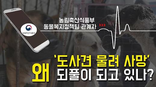 [영상] 끊이지 않는 도사견 사고...책임은 도사견? 주인? 관리자?  [이슈옵저버]