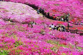Du lịch Hàn Quốc vào mùa xuân: đến Gunpo ngắm những cánh đồng hoa đỗ quyên rực rỡ