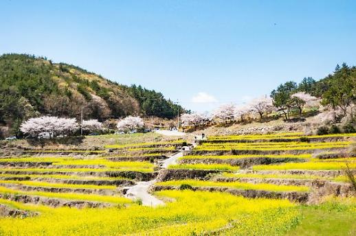 [잘가 여행지-봄]봄에는 유채꽃이, 가을에는 메밀꽃이 장관을 이루는 두모마을