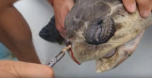 [세종24시]​‘환경, 톡!톡!톡!-원기자가 간다’- 죽은 바다거북, 몸 속에서 폐플락스틱이 