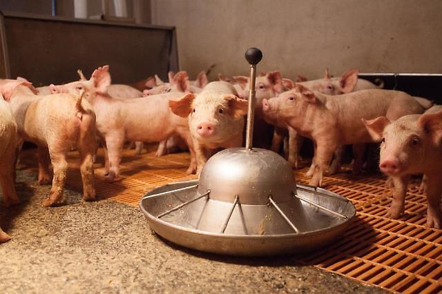 来自中国的非洲猪瘟（ASF）或引起全球性“蛋白质动荡”