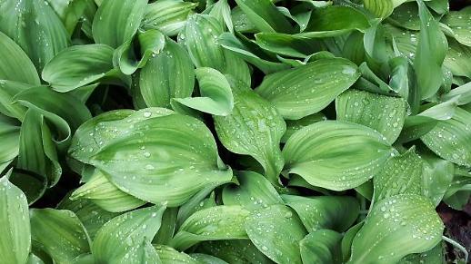 [포토] 산마늘, 명이의 근사한 변신