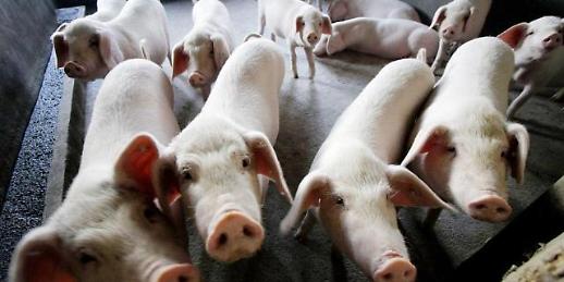 아프리카돼지열병, 세계 가격 흔들어…한국도 불안