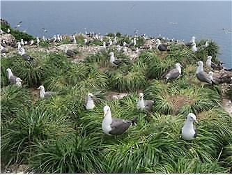 [고용·환경은 지금]한려해상 괭이갈매기 번식 빨라졌다...지구온난화 탓