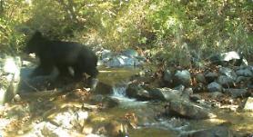 [PHOTO NEWS] Endangered Asiatic black bear found to be living in demilitarized zone