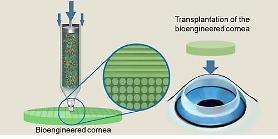 Researchers develop transparant artificial cornea using bio ink and 3D cell printer